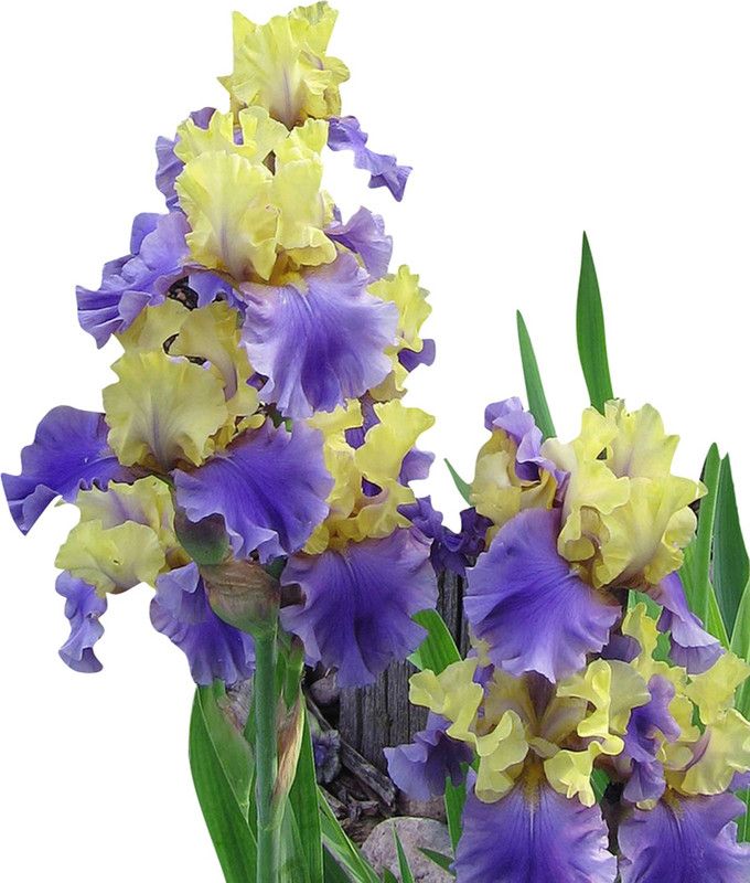 Nema Perennial Iris Flower Seeds- Blue and Yellow - 20Pcs Seed  (20 per packet)