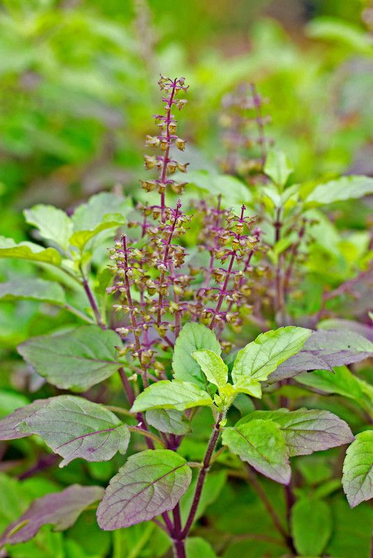 XOLDA Tulsi Holy Basil Seed  (150 per packet)