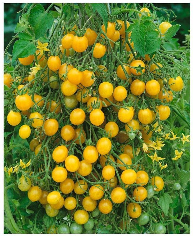 XOLDA Tomato Yellow Seed  (25 per packet)
