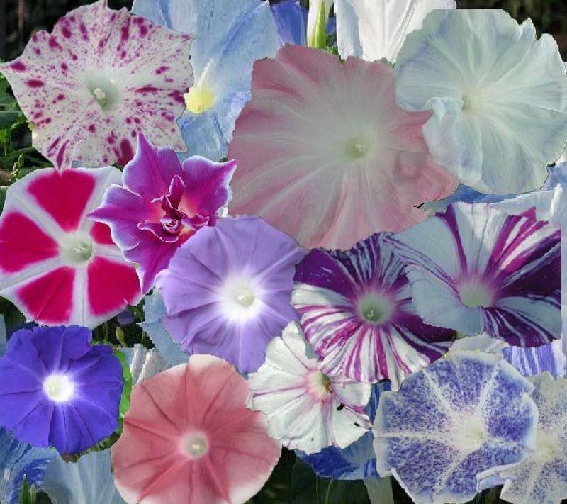Mozette MorningGlory Hybrid flower Seed  (47 per packet)
