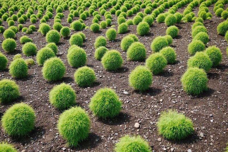 Paudha Hybrid Kochia Seed  (75 per packet)