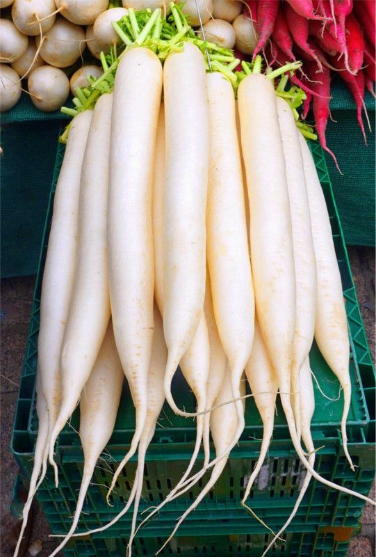 CooPany RADDISH SEEDS Seed  (20 per packet)