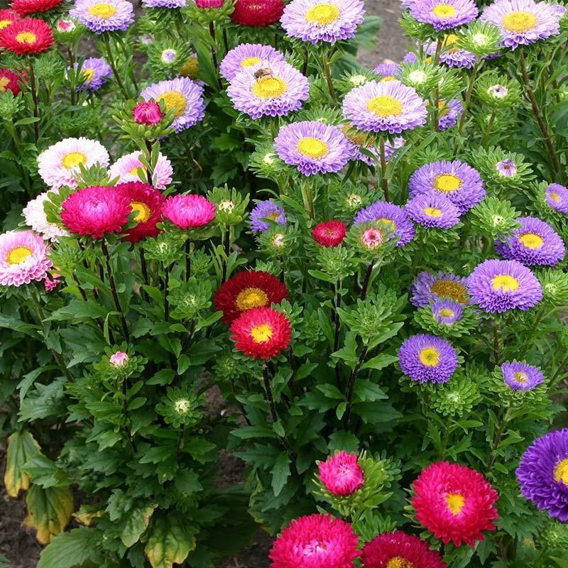 Mozette Aster Hybrid Flower Seed  (52 per packet)