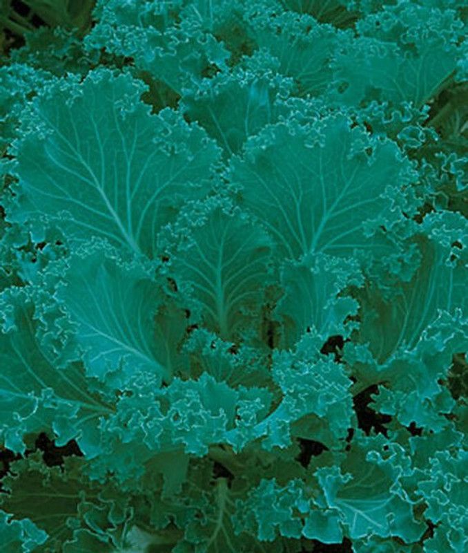 VibeX Kale Seed  (120 per packet)