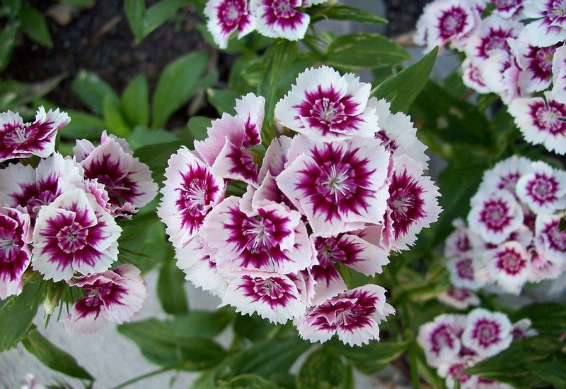 xolda Sweet William Seed  (34 per packet)