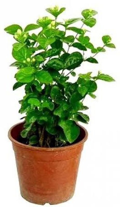 Farmplants Mogra Flowering Plant  (Hybrid, Pack of 1)