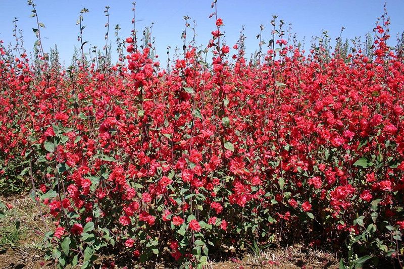 CYBEXIS Clarkia (Godetia, Satin Flower) - Delight Mix Seed  (50 per packet)