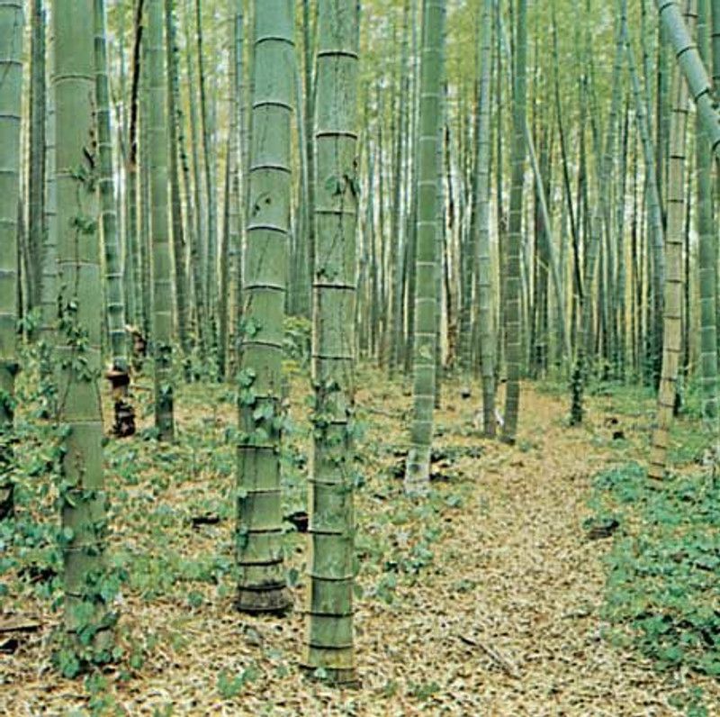 Mozette Exotic bamboo Seed  (37 per packet)