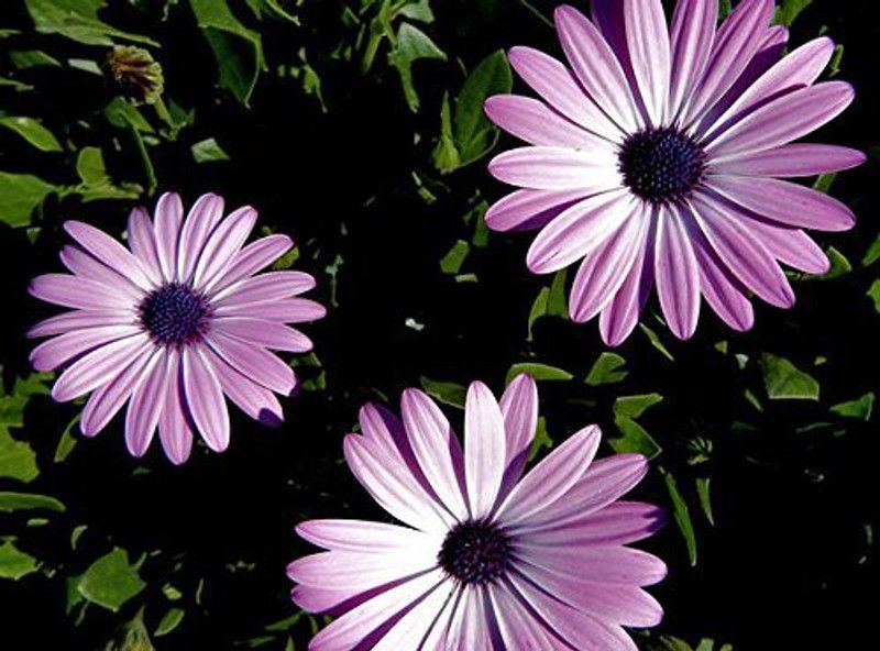CYBEXIS South African Daisy Flower Seeds Seed  (1 g)