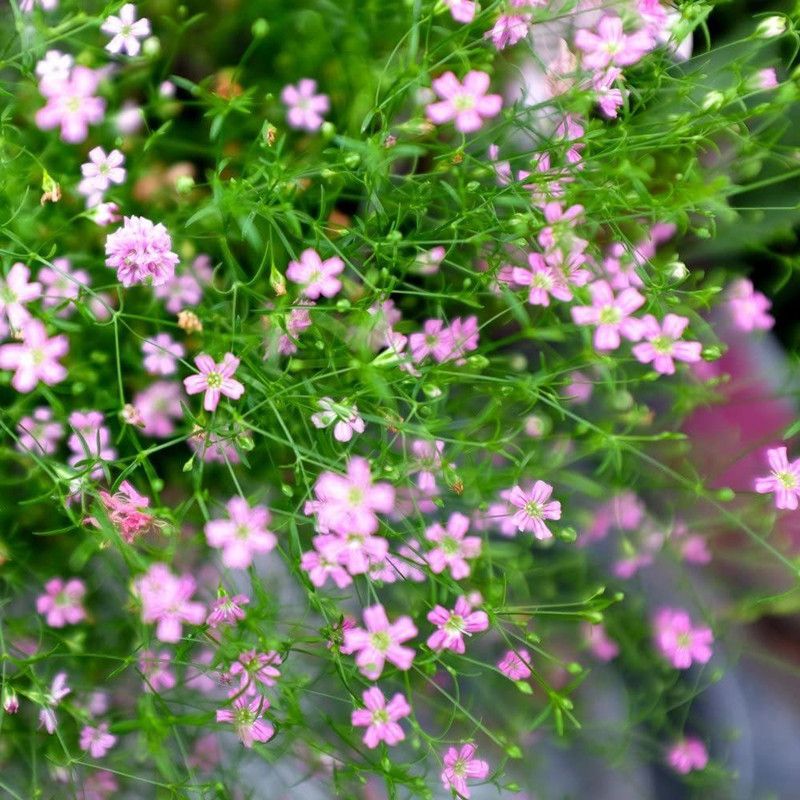 CYBEXIS Seeds - Gypsophila elegans Seed  (50 per packet)