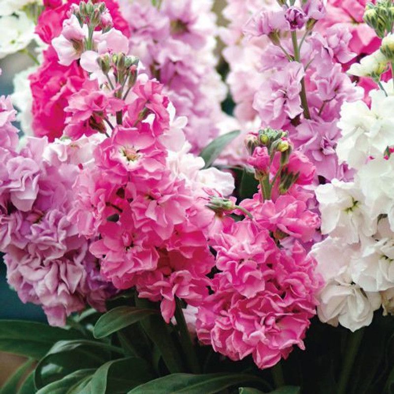 CYBEXIS Hybrid Stock Night Scented Hardy Annual Seeds Seed  (50 per packet)