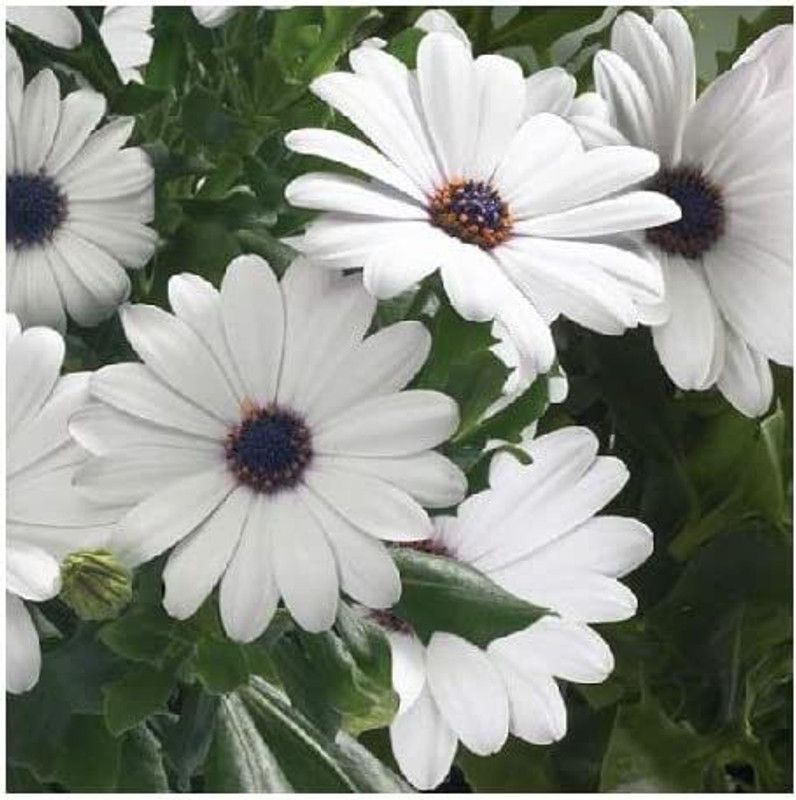 CYBEXIS Osteospermum ecklonis/Cape Daisy/Seeds Seed  (50 per packet)