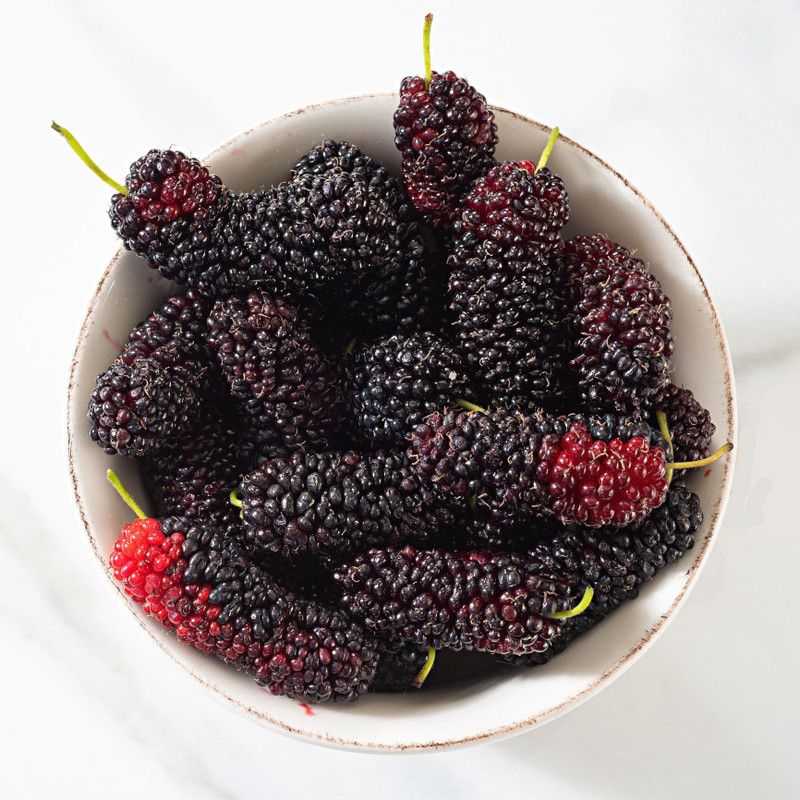 Mozette Mulberry (shahatoot) Seed  (40 per packet)