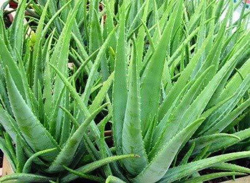 GURVEPLANTATIONI Aloe Vera Plant  (Hybrid, Pack of 1)