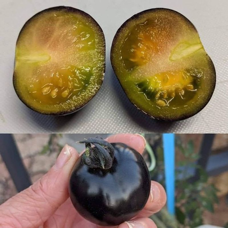 WILLVINE HUA-1068 Indigo Rose - Jet Black Tomatoes Seed  (200 per packet)