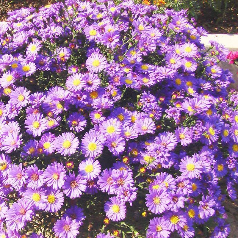 CYBEXIS Ground Cover Chrysanthemum Plants Seeds Seed  (1 g)