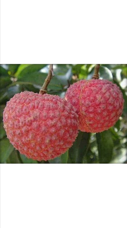 JRYU Lychee Fruit Plant Seed  (5 per packet)