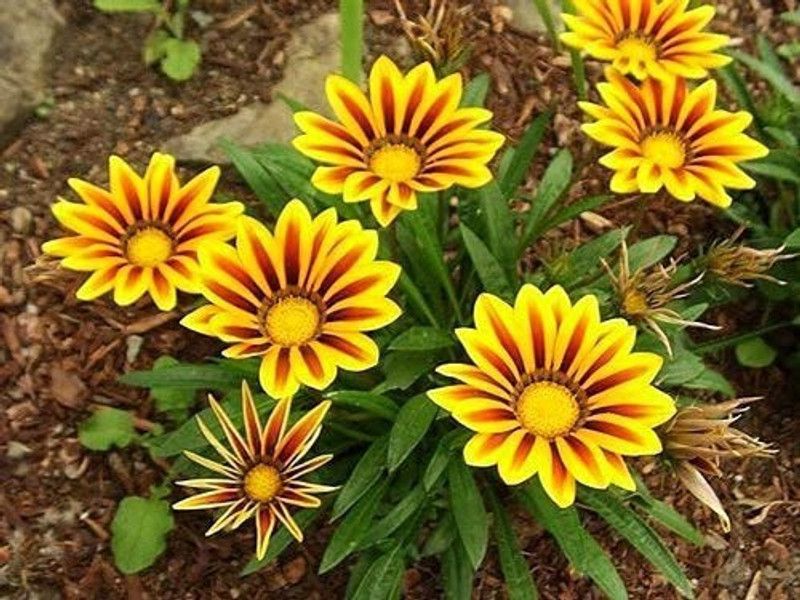 Aro Gazania Seed  (30 per packet)