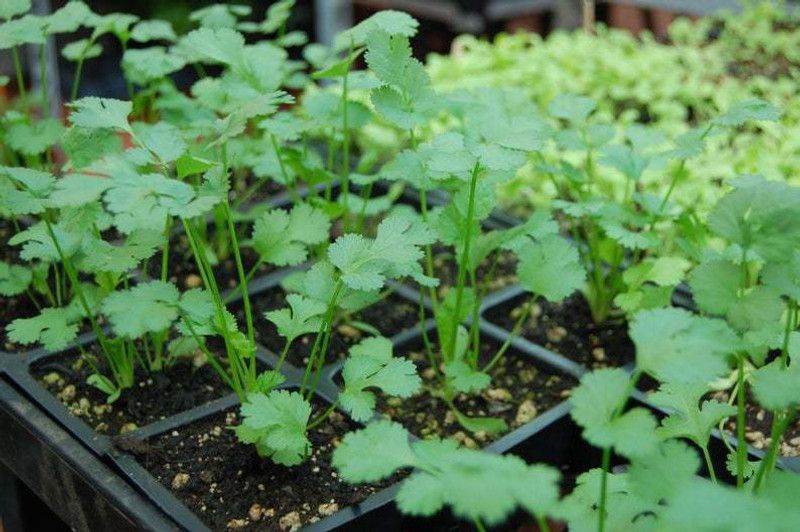 Airex Cilantro (Split Seeds Imported Coriander) Microgreen Seeds Seed  (450 per packet)