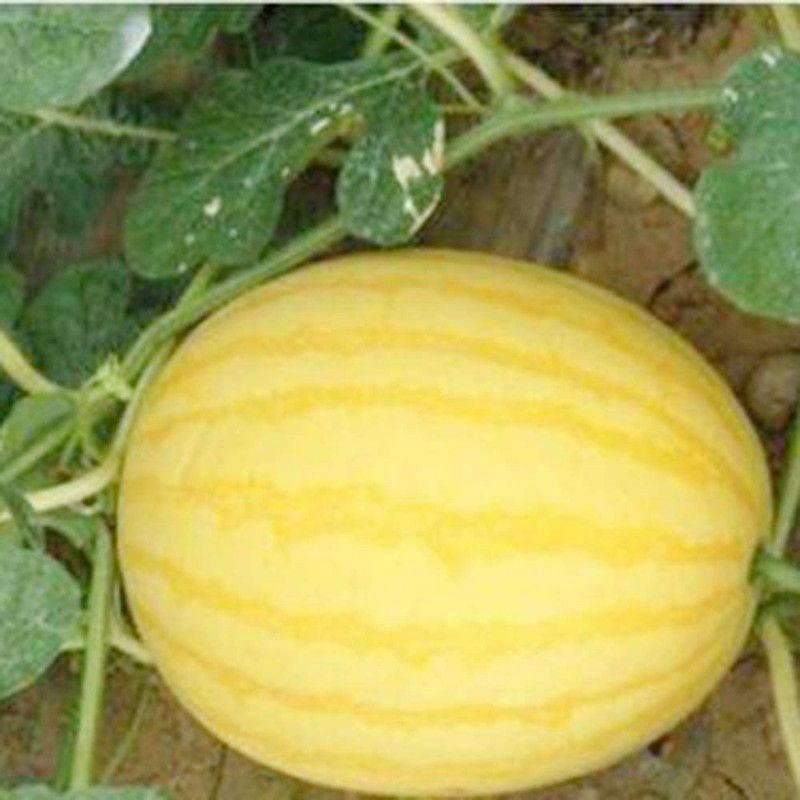 WILLVINE Yellow-Skinned Watermelon Seeds, Delicious and seedless Seed  (100 per packet)