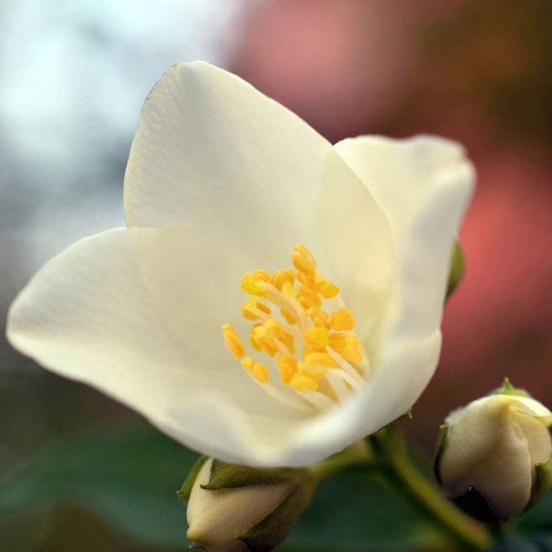 WILLVINE Jasmine Seeds Exquisite Seed  (100 per packet)