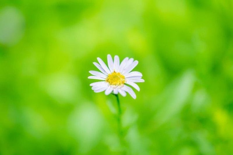 XOLDA Daisy white Seed  (95 per packet)