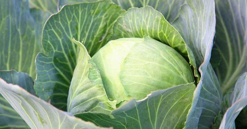 GREENZ Cabbage F1 Seed  (110 per packet)