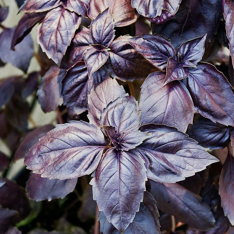 WILLVINE KGF -5 Basil 'Osmin Purple' Seed  (2000 per packet)