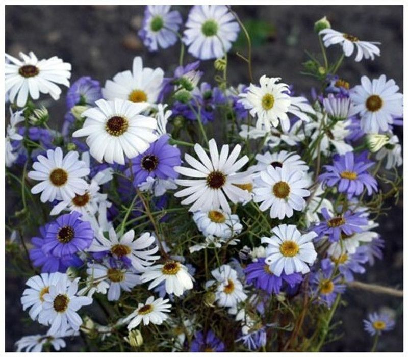 XOLDA Exotic daisy mix Seed  (27 per packet)