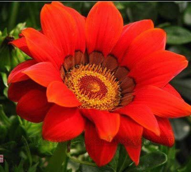 CYBEXIS Gazania, Gazania Flower, Gazania Rigens Garden Plants, Perennial Planting Seed  (1 g)