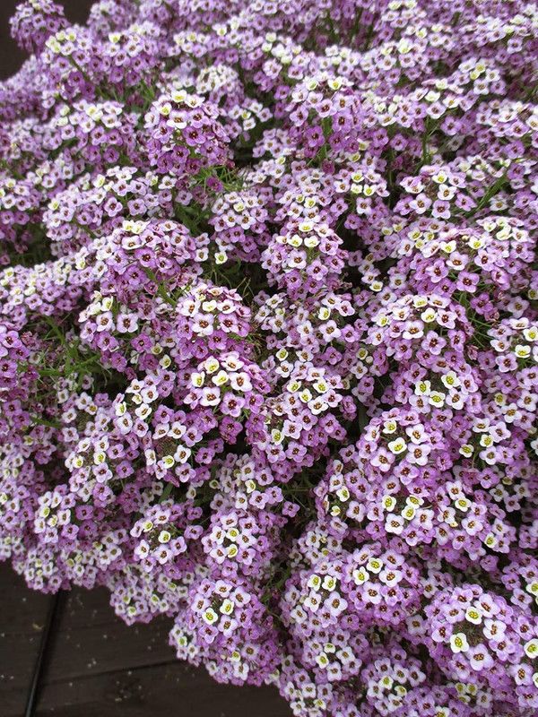 KANAYA Alyssum Mixed Hybrid Flower Seed  (80 per packet)