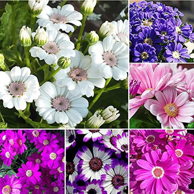 JRYU Cineraria Mix Colour Hybrid Flower Seed  (13 per packet)