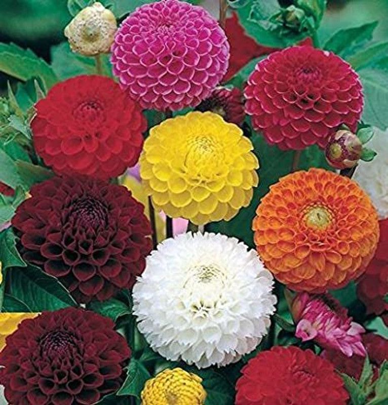 Paudha Dahlia Mix Flower Seed  (15 per packet)