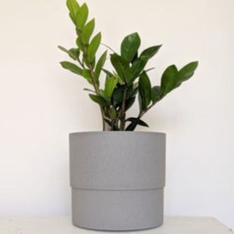 Artful Creature Heart Leaf Oxycardium Plant  (Hybrid, Pack of 1)