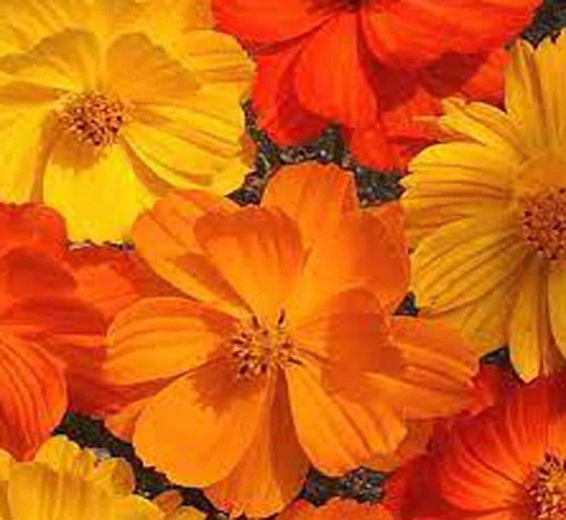 KANAYA Cosmos Seed  (95 per packet)