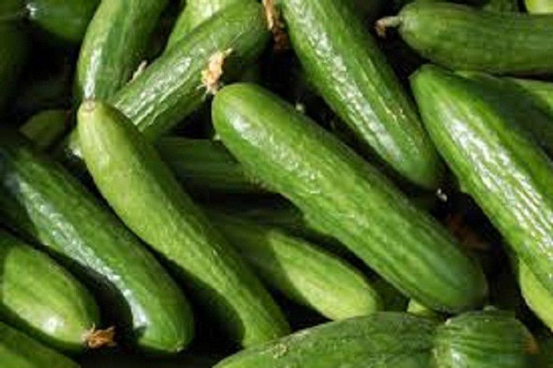 Sjeme Cucumber Seed  (100 per packet)