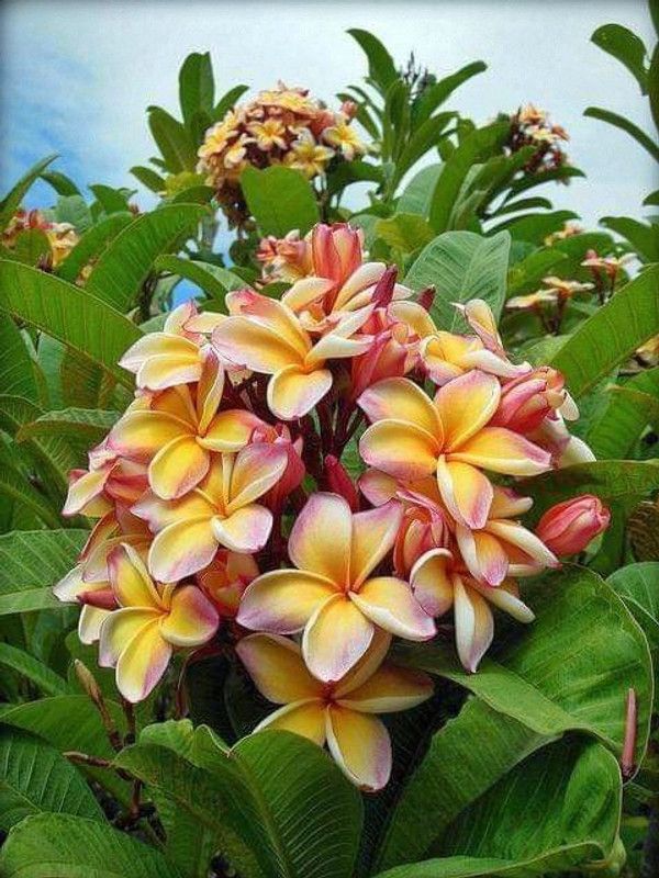 Platone Plumeria Plant  (Hybrid, Pack of 1)