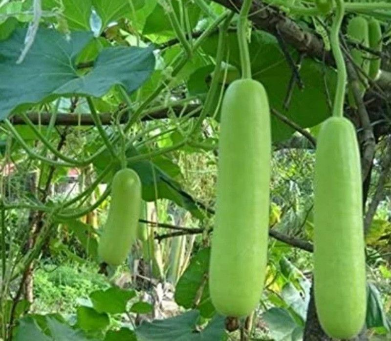 UGRA Indian Bottle Gourd Seed  (250 per packet)