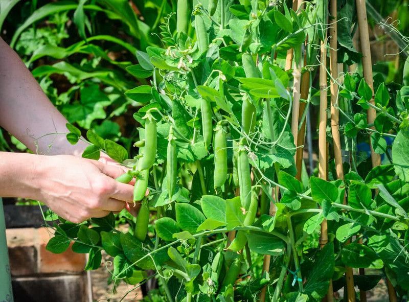 XOLDA Green Peas Seed  (28 per packet)