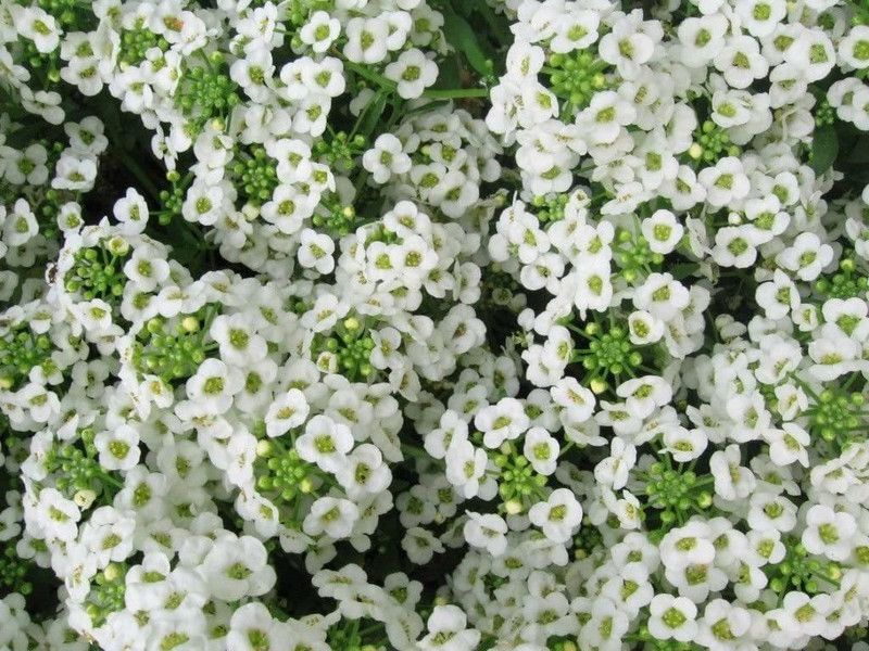 Go Green Alyssum White Seed  (180 per packet)