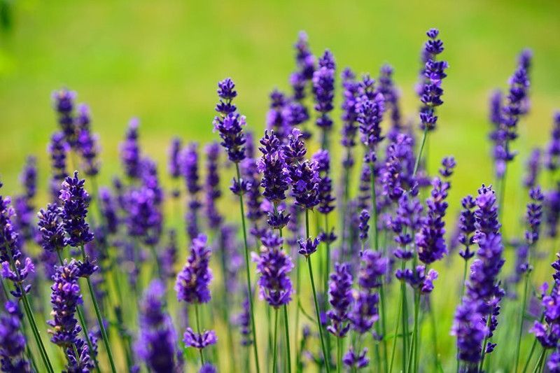 Paudha Lavender Seed  (35 per packet)
