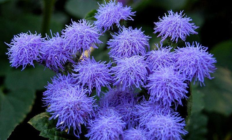 Paudha Ageratum ball mix Seed  (21 per packet)