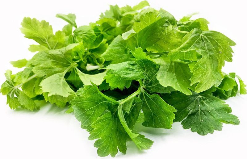 XOLDA Celery Seed  (300 per packet)