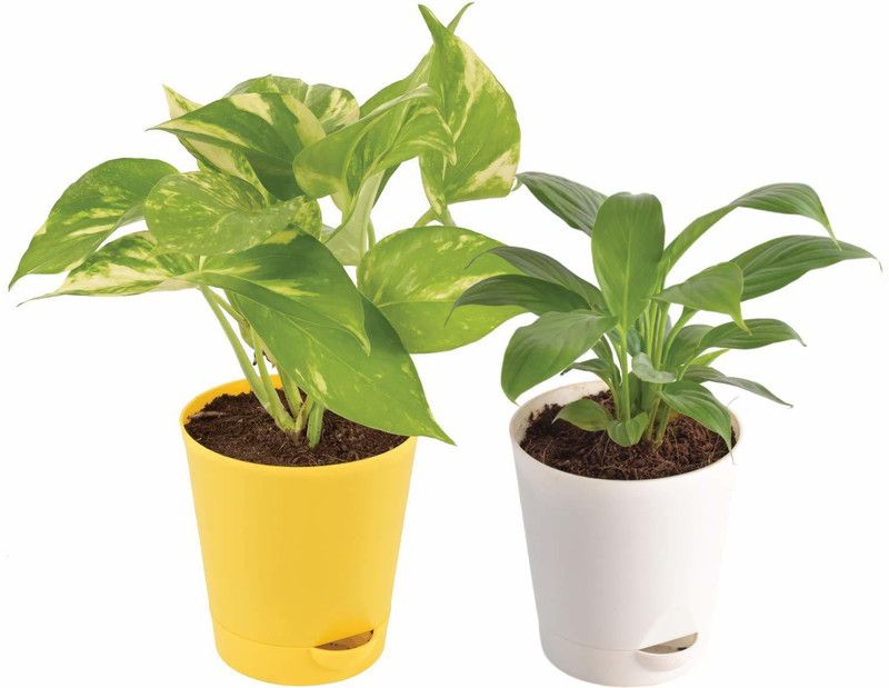 UGAOO Money Plant  (Pack of 2)