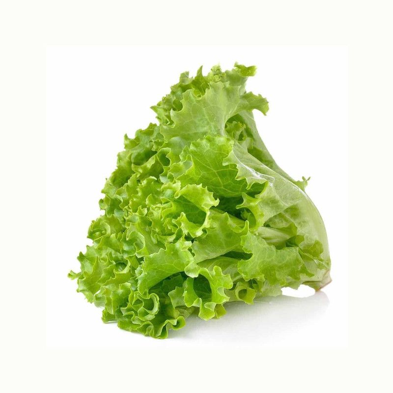 JRYU Lettuce Seeds for Kitchen Gardening Seed  (50 per packet)