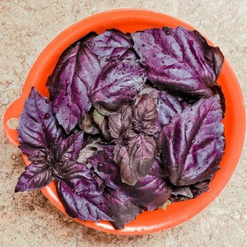 Nodoc Organic basil purple herb Seed  (11 per packet)