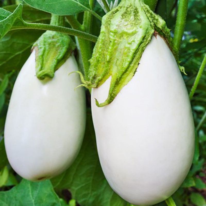 Paudha Brinjal Green Seed  (36 per packet)