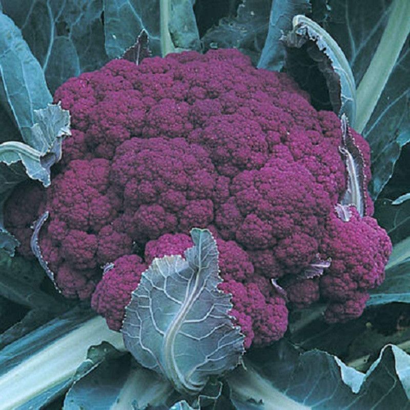 VibeX LX-64 - Cauliflower Graffiti (Purple)Non-GMO Hybrid - (150 Seeds) Seed  (150 per packet)