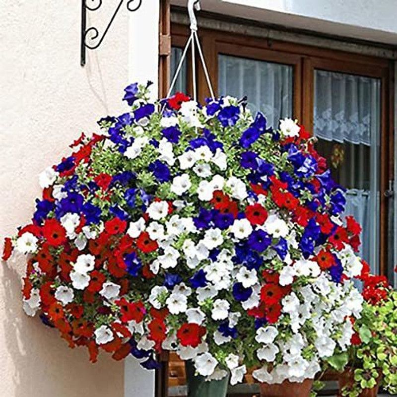 Lorvox Petunia Mix Seed  (140 per packet)