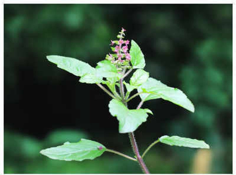 Nodoc Tulsi herbs Seed  (36 per packet)